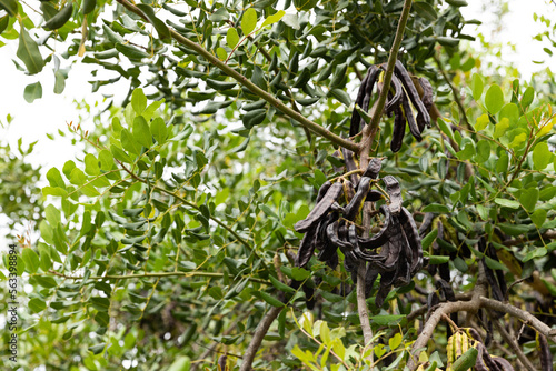 Ripe carob fruit pods on the tree, Ria Formosa, Natural Park, Algarve. Ceratonia siliqua photo