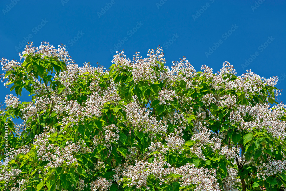 Tree Catalpa ovata Tree Catalpa ovata