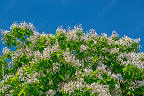 Tree Catalpa ovata