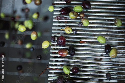 Olive oil production plant. Conveyor belt constantly feeding olives into small scale olive oil mill factory for extracting extra virgin olive oil.
