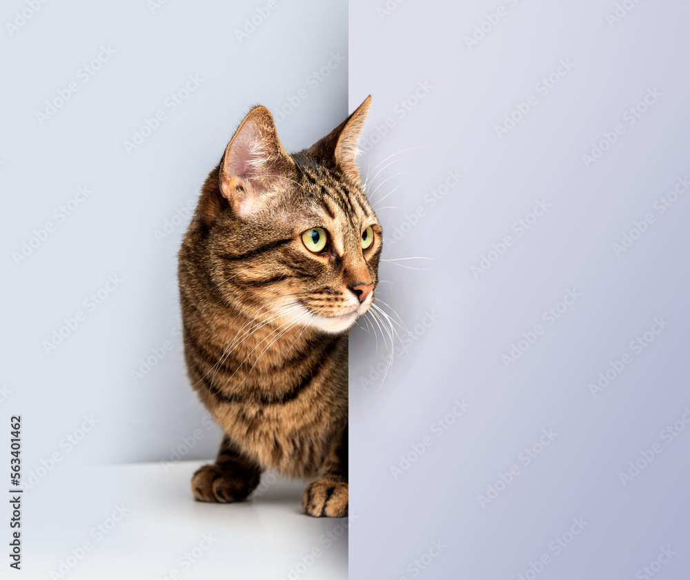 A striped cat with green eyes peeks out from around the corner.