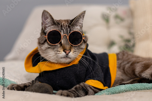 Domestic tiger cat wearing hoodie and sunglasses playing with toy rat
