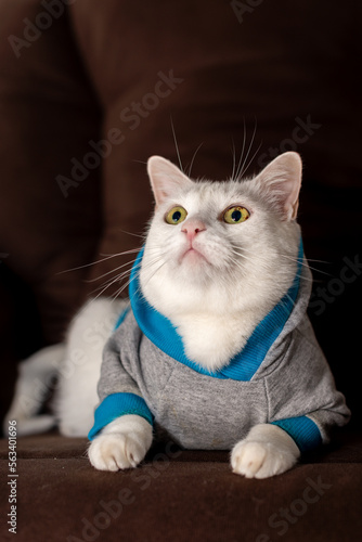 Domestic white cat wearing hoodie sweatshirt