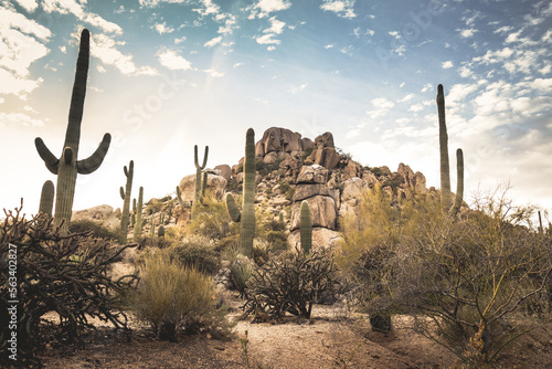 saguaro cactus landscape skyline in scottsdale arizona southwest usa photo