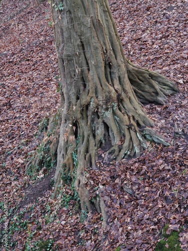 Baumwurzeln, im Wald photo