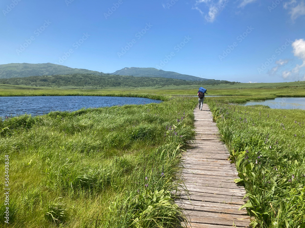 雨竜沼湿原の道