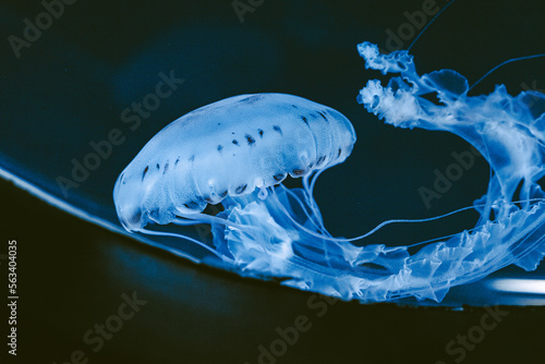 Illuminated jellyfish moving through the water. Isolated on dark background