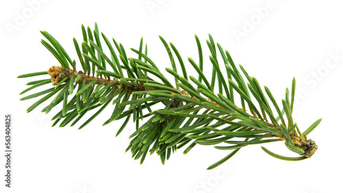 Pine branch. Medicinal plants. Resin and oil are used in cosmetics and medicine. Isolated. Fragrant resinous branch.