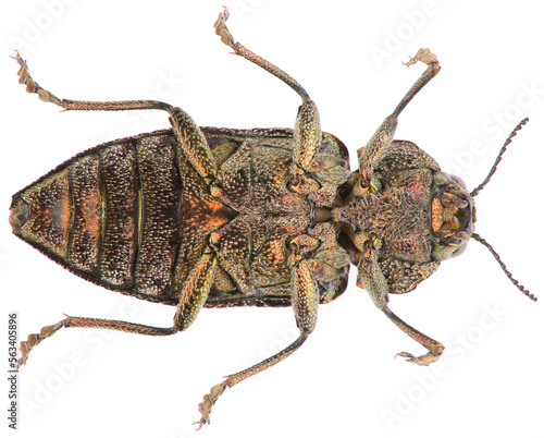 Poecilonota variolosa is a genus of beetles in the family Buprestidae. Ventral view of metallic wood-boring beetle isolated on white background.
