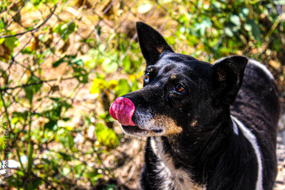 portrait of dog portrait of dog