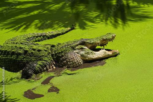 Florida Alligator beim Angrill, im Tümpel, Gewässer mit grüner Wasseroberfläche