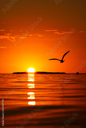 silhouetted birds hunting over the sea at sunset