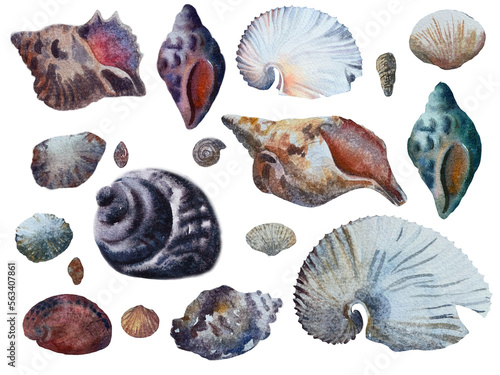 set of sea shells