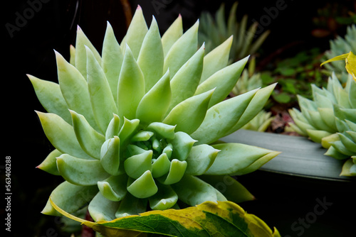 dudleya succulenta. ornamental green plant with pointed petals. macro photo of plant taken with flash and black background. detail shot of succulent plant in the garden. photo