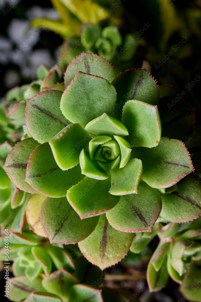 flash photography of plants. species of succulent plant known as stone rose. aeonium haworthii. close-up detail of green garden plant with a green color on its edges. green fleshy branches. flash photography of plants. species of succulent plant known as stone rose. aeonium haworthii. close-up detail of green garden plant with a green color on its edges. green fleshy branches.