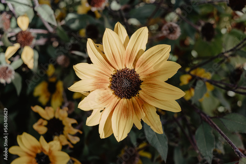 orange flower in the garden