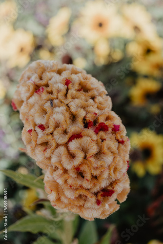 flowers in the garden