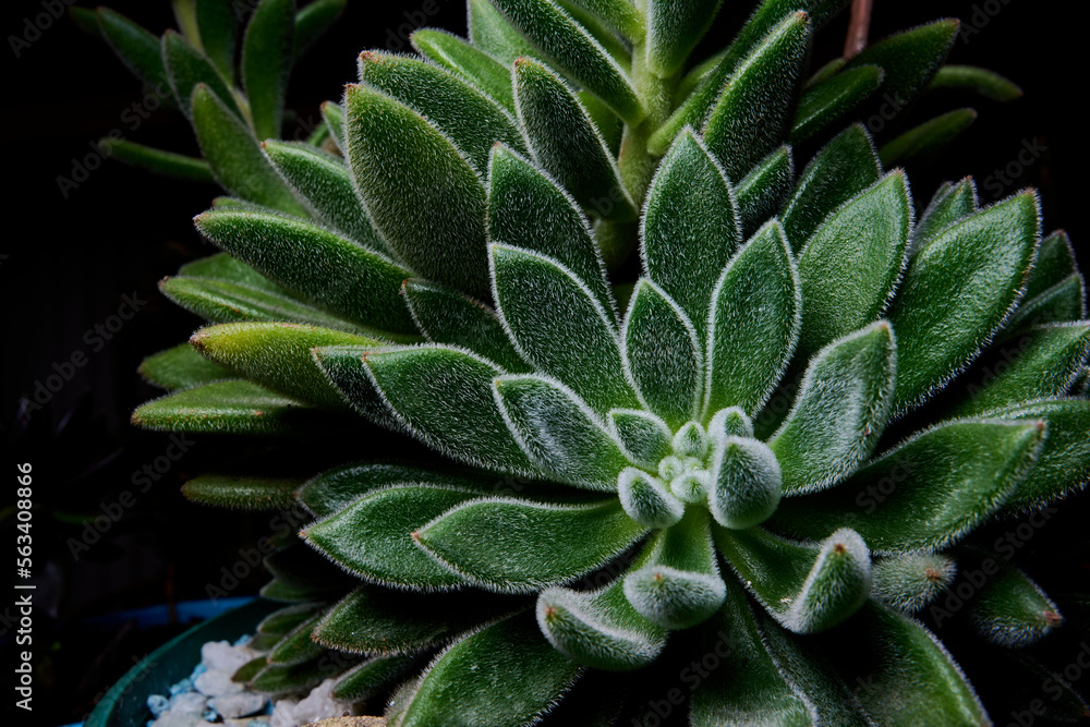 aloe vera plant in the garden. a close view of echeveria setosa plant. type of succulent plant with long petals and hairy texture. aloe vera plant in the garden. a close view of echeveria setosa plant. type of succulent plant with long petals and hairy texture.