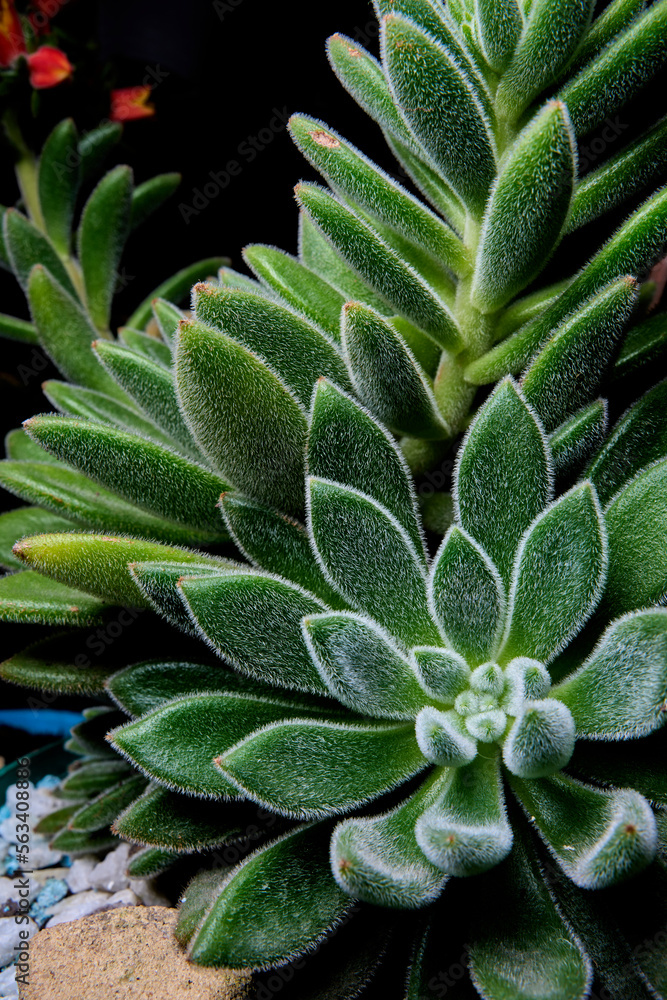 close-up view of the plant echeveria setosa. dark green plant. type of succulent plant with long petals and hairy texture. aloe vera plant in the garden. close up of cactus. close-up view of the plant echeveria setosa. dark green plant. type of succulent plant with long petals and hairy texture. aloe vera plant in the garden. close up of cactus.