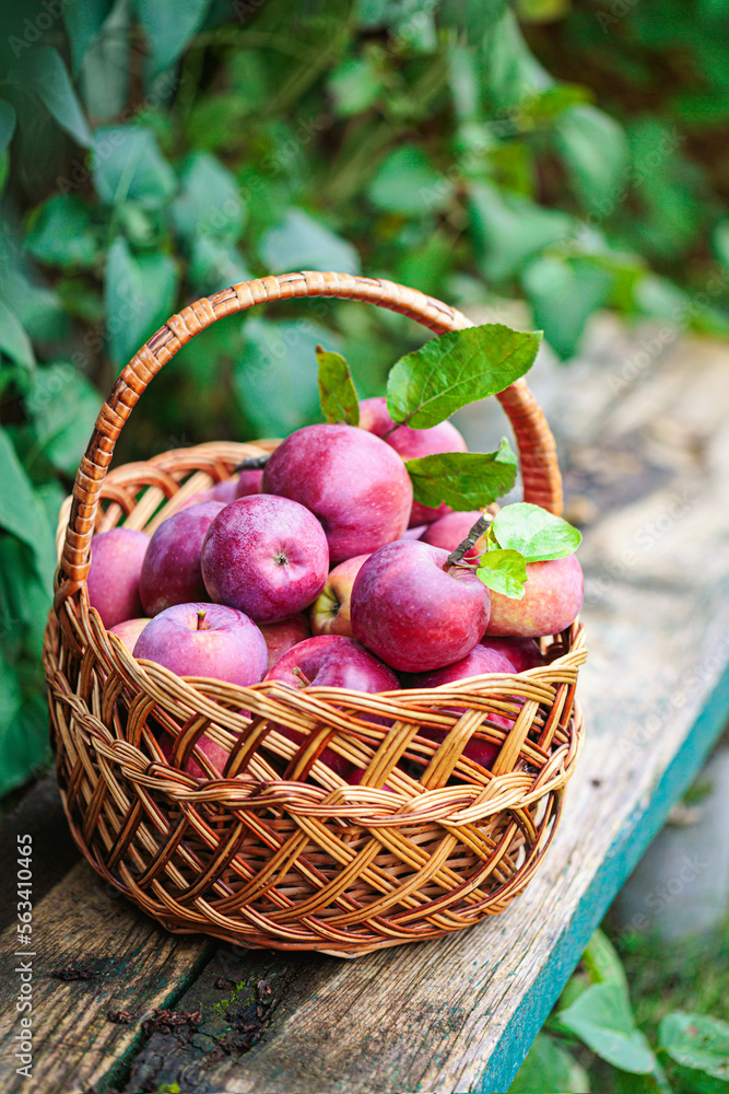 Ripe red Apples in a Basket Outdoor. Autumn Garden