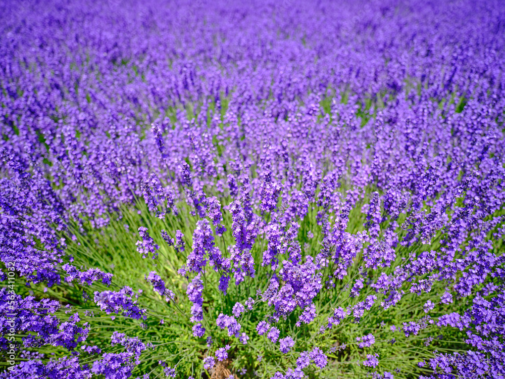 Naklejka premium ラベンダー