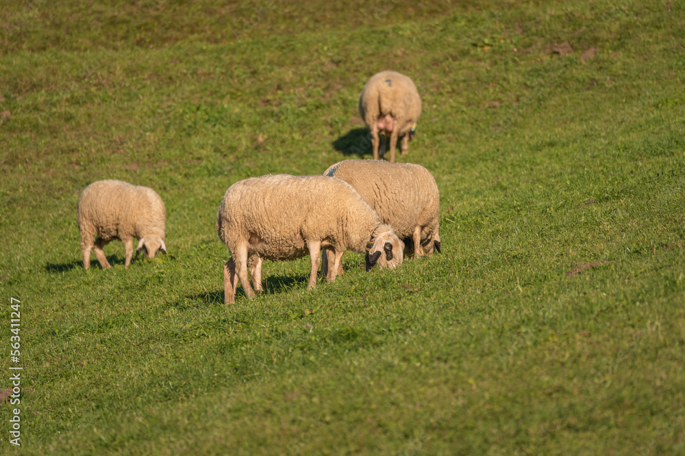 sheep grazing on the grass sheep grazing on the grass