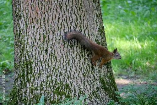 squirrel on a tree trunk in a park close up