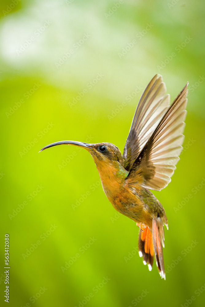 Fototapeta premium Rufous-breasted Hermit