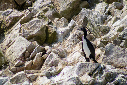Pingüino de Humboldt en rocas