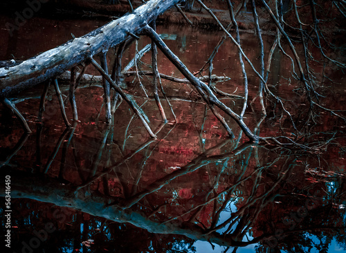 dead tree in the lake © Patrick