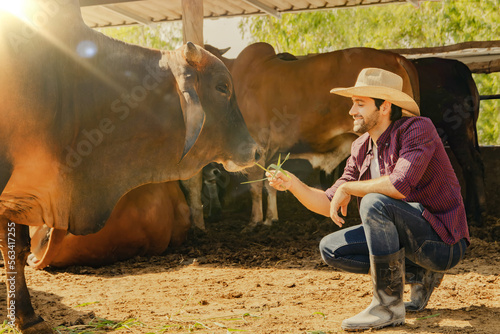Fotografi Side view male farmer caucasian country cowherd sits and feeds the cows with young grass in a very attentive pen : Handsome male worker in a Brahman beef farm for sale