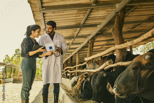 Asian farmer businesswoman rural cow farmer discussing vaccination with male veterinarian expert in cow disease prevention walks farm inspection, checks cow health and farm epidemic control.