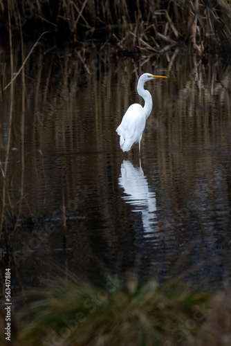 Silberreiher an einem Teich im Winter   Reiher