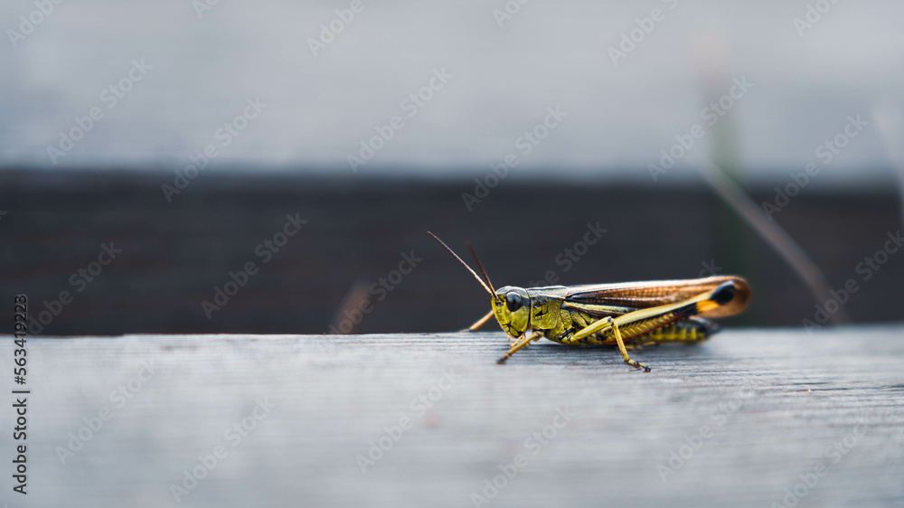 Big green and colorful grasshopper. Cricket with wings and antennae ...