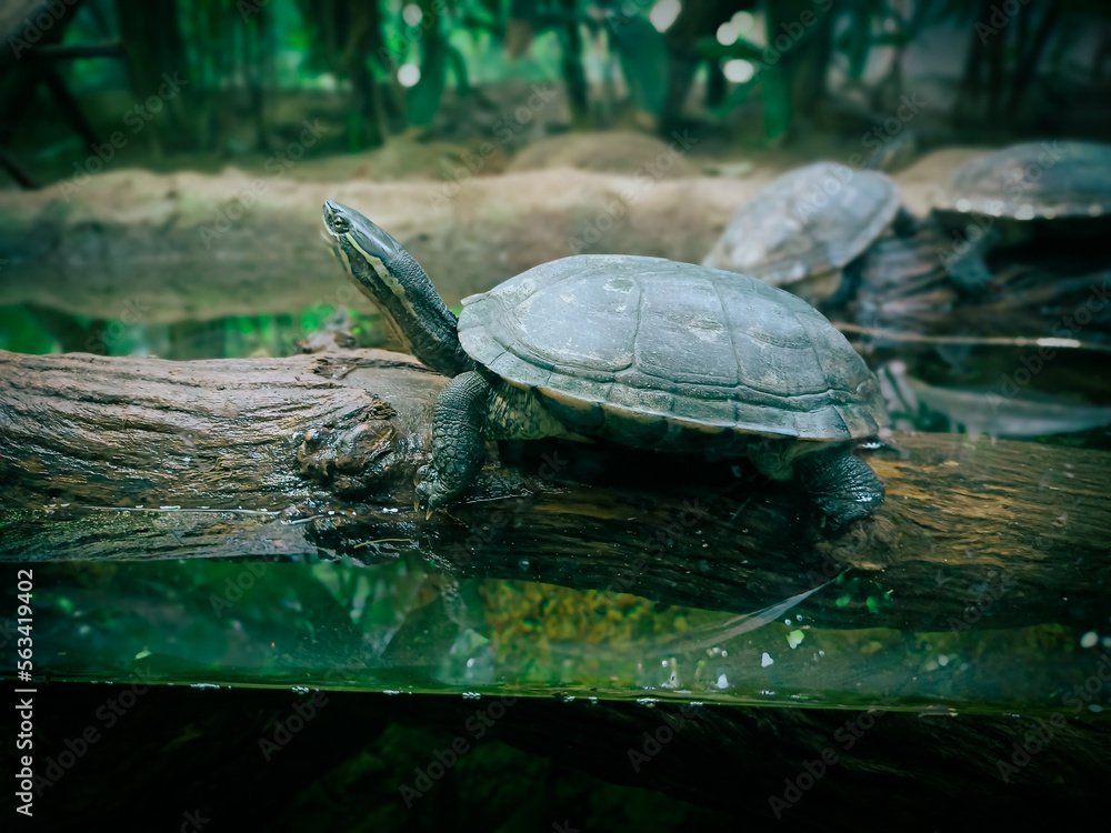 Obraz premium turtle on a rock