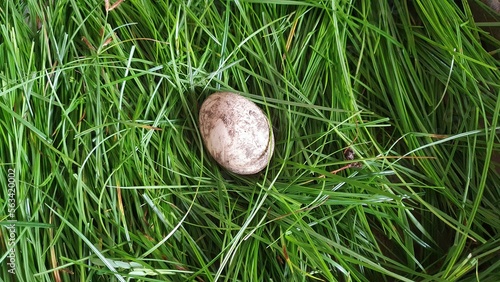 Fresh duck egg laying on a nest of fresh green grass.
