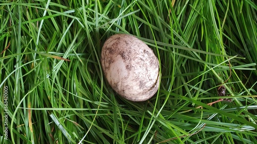 Fresh duck egg laying on a nest of fresh green grass.