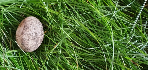 Fresh duck egg laying on a nest of fresh green grass.