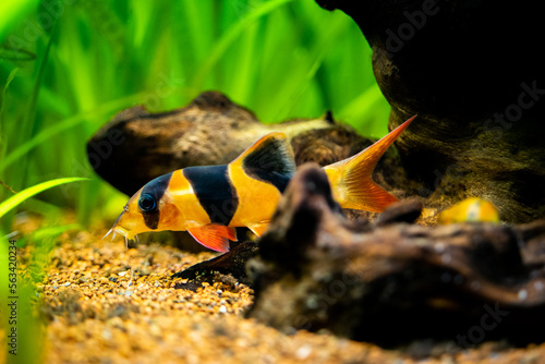 large clown loach isolated in fish tank (Chromobotia macracanthus) with blurred background photo