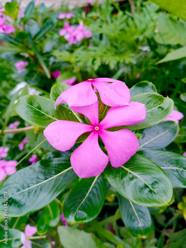 MADAGASCAR PERIWINKLE