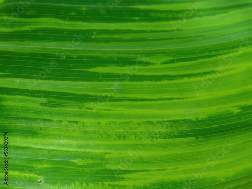 Macro photography of the veins of a big green leaf with drops of water  captured in a garden near the colonial town of Villa de Leyva in central Colombia.