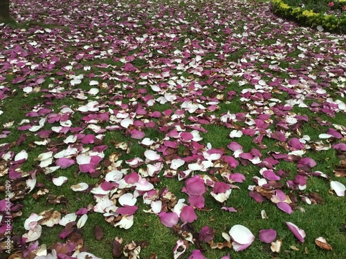 Alfombra en césped.