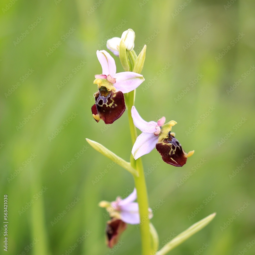 Orchidee (Hummelragwurz) Orchidee (Hummelragwurz)