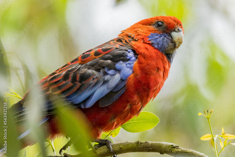 Crimson Rosella in Victoria, Australia Crimson Rosella in Victoria, Australia