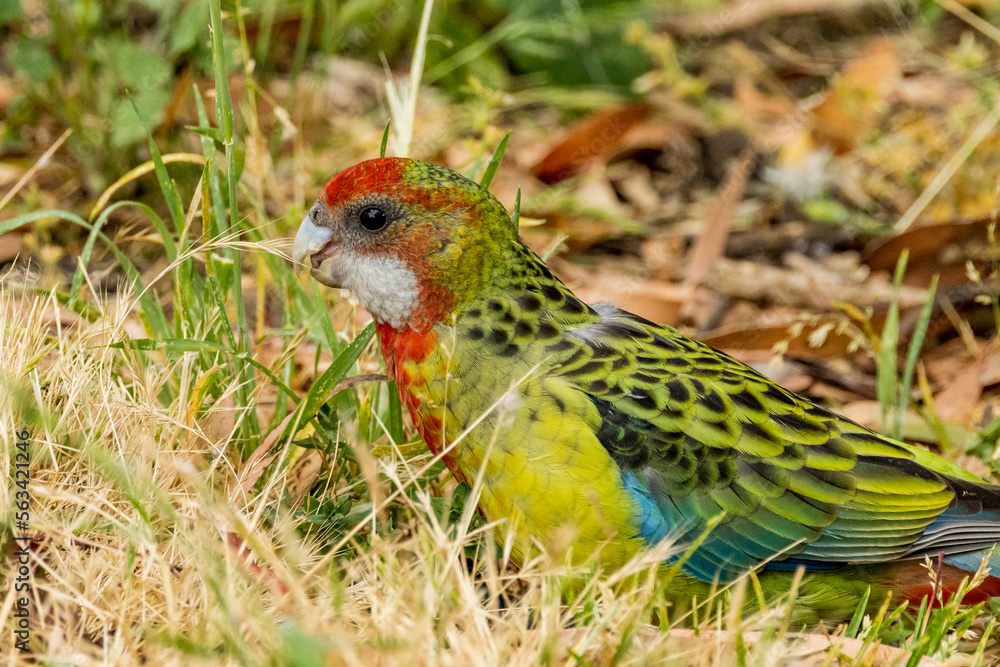 Eastern Rosella in Victoria, Australia Eastern Rosella in Victoria, Australia