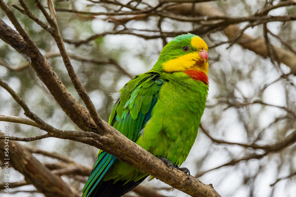 Superb Parrot endemic to southern parts of Australia