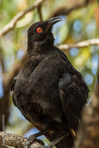 White-winged Chough in Victoria Australia photo