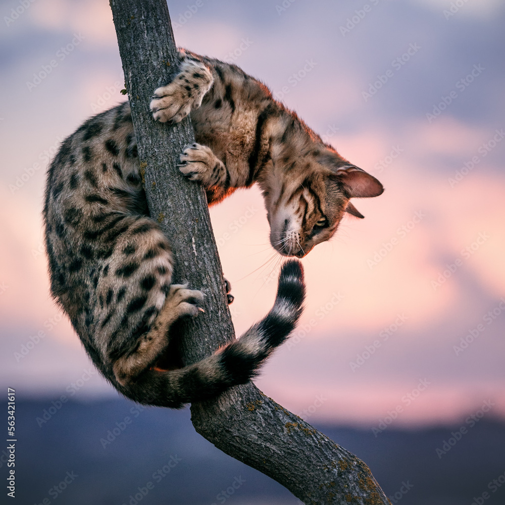 Obraz premium Bengal Cat Acrobat on Tree