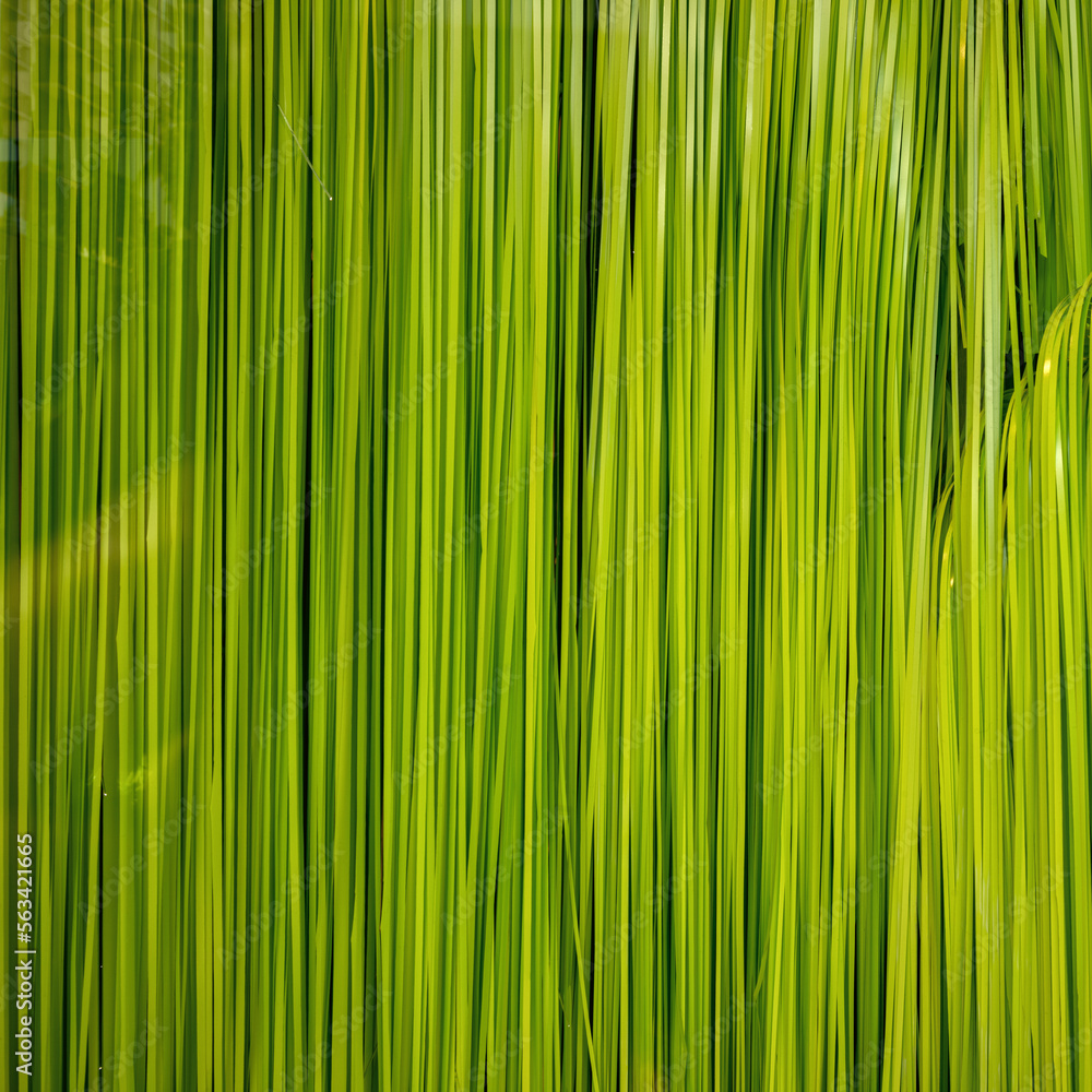Naklejka premium Sunlight Reflecting off a Green Grass Skirt.