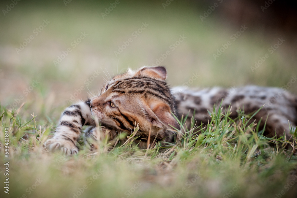 Bengal Kitten playing Bengal Kitten playing